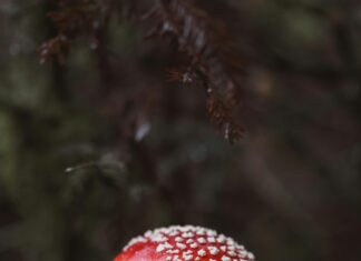 Kiralık Daire Kontrat Analizi: Hangi Detaylara Dikkat Etmelisiniz?