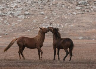 Bakırköy Dairelerinde Komşuluk İlişkileri: Neden Önemli?
