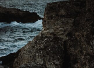 Bakırköy Dairelerinde Evcil Hayvan Kabul Eden Alternatifler Neler?