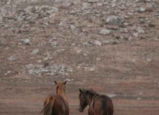Bakırköy Kiralık Dairelerde Evin Yönü ve Manzara Farkı Nedir?