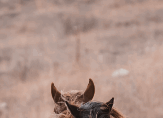Bakırköy’de Aileler İçin En Huzurlu Mahalleler Nerede?