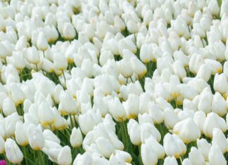 Bakırköy Kiralık Dairelerde Çevredeki Park Alanlarının Önemi Nedir?